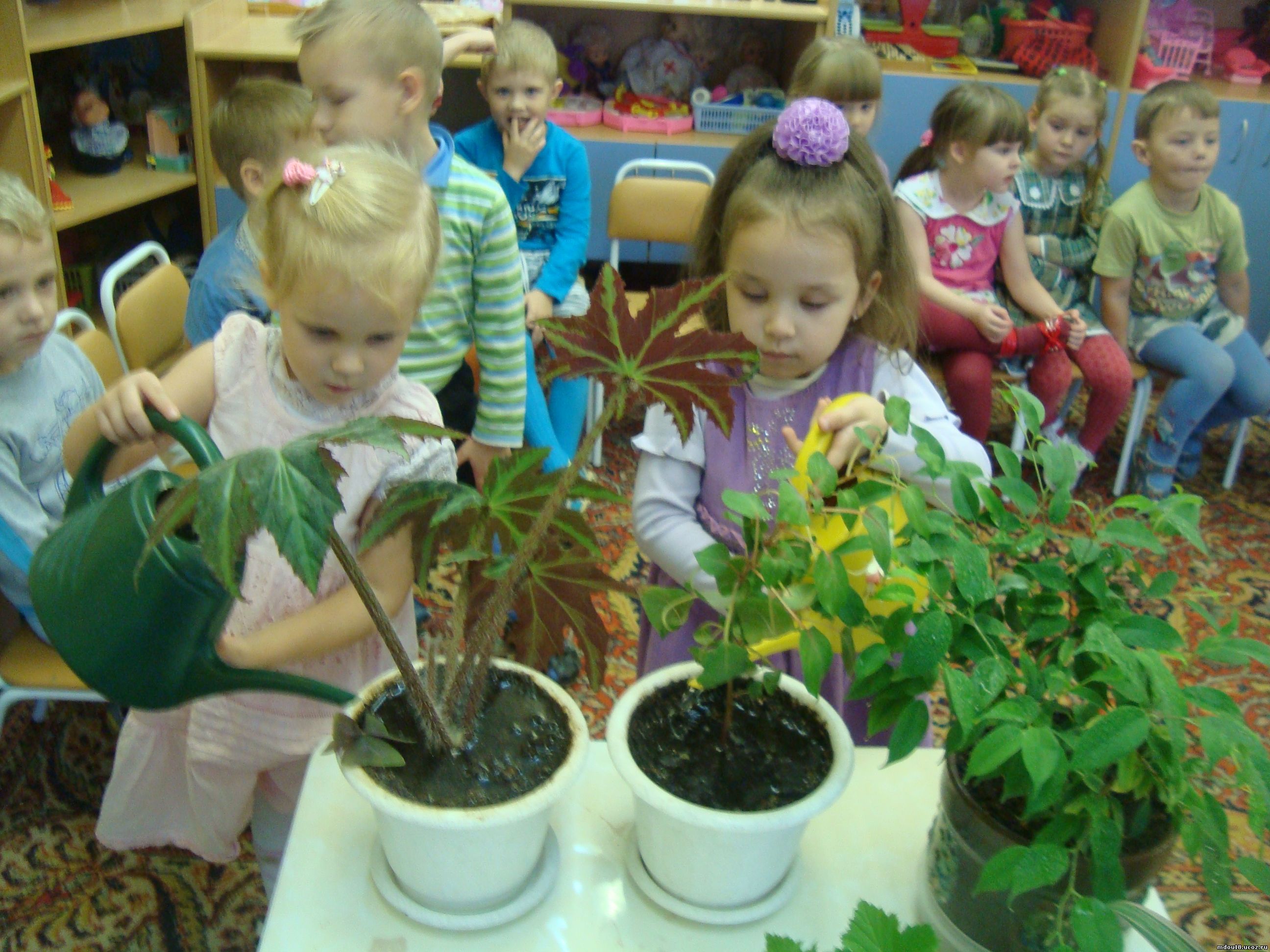 Наблюдения за растениями в детском саду. Наблюдение за растениями в детском саду. Экологическое воспитание. Экологическое воспитание дошкольников в ДОУ. Растения в детском саду.